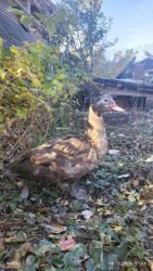 дом кролика: Молодые селезни почти 6 месяцев вес 4 кг. обмен на селезня индоутки