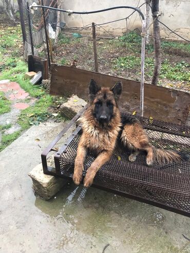 cane corso satisi: Alman çoban iti, 8 ay, Dişi, Cütləşmə üçün, Ünvandan götürmə