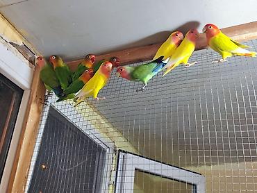 Tutuquşları: Sevgi quşları (lovebird) – bir neçə fərqli rəng mutasiyası ilə — 5