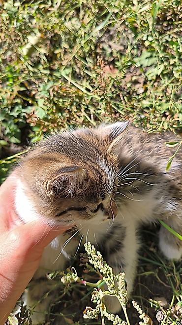 Кошки: Отдам котенка даром в хорошие руки г.Балыкчы — 3