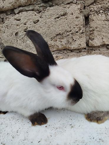 Dovşanlar: Kalfor dovsanlar temiz qan — 9