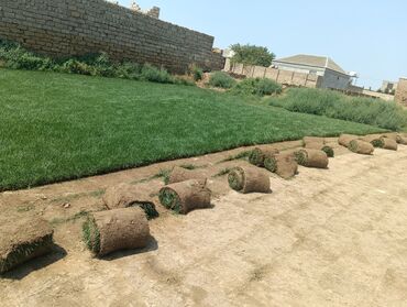 Ağaclar: BuQazon catrlma qurasdrma dekarativ agaclarin satişi 24/7 elaqe -da lalafo.az — 7 Ağaclar: BuQazon catrlma qurasdrma dekarativ agaclarin satişi 24/7 elaqe — 7