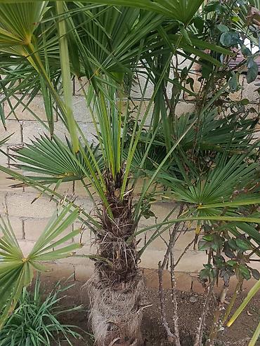 dekarativ agaclar: Xurmayı xatırladan dekorativ palma ağacı – Trachycarpus fortunei (Fan — 4