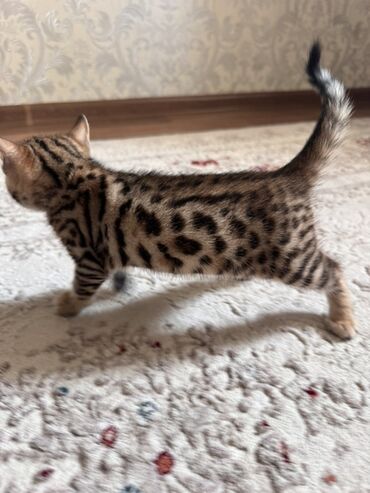золотистая шиншилла: Бенгальский котёнок с ярким леопардовым окрасом (розеточные пятна и