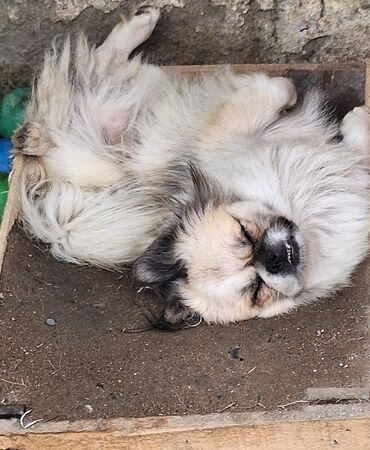 ucuz itlər: Pekines, 1 il, Erkek, Cütləşmə üçün, Pulsuz çatdırılma, Ödənişli çatdırılma, Ünvandan götürmə