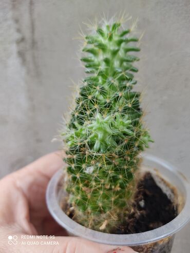 Другой декор и предметы интерьера: Распродажа Денежное дерево, толстянка, Поливать 1-2 раза в неделю — 19