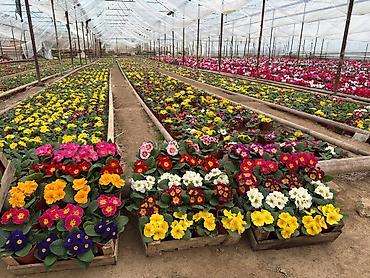 Садовые цветы и кустарники: Рассада цветка — 2