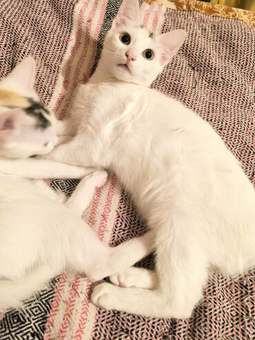 Pişiklər: Türk anqora, Dişi, Yaxşı əllərə, Ünvandan götürmə — 9