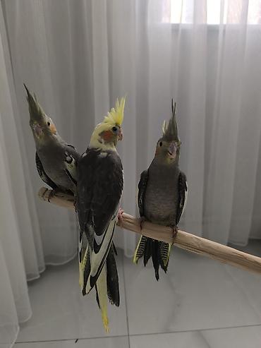 Quşlar: 2-ayliq Quslardi çox ağilli Nimfa (Cockatiel) tutuquşuları – əl — 2