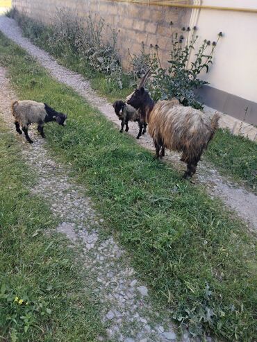 hələb keçisi haqqında məlumat: Dişi, Hələb, il: 1, Damazlıq
