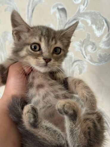 Pişiklər: Amerikan Shorthair, Dişi, Yaxşı əllərə — 6