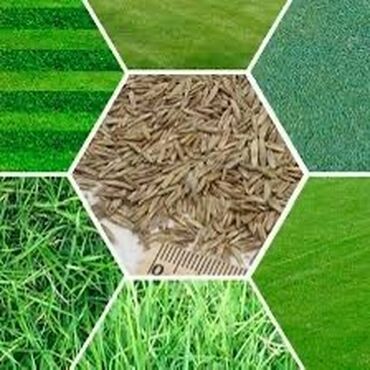 Другие виды семян и саженцев: Семена газона Газон Травка Любой сорт Клевер, спорт, мятлик — 2