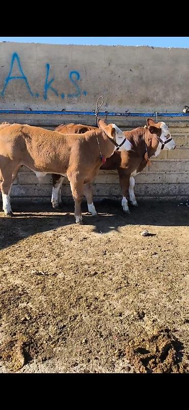 kənd təsərrufatı heyvanları: Simmental tipli dana/buzaqlar - Rəng: qəhvəyi-bəyaz, alnı və — 6