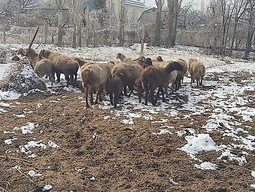 Баран, овца: Продаю | Овца (самка) | Для разведения | Матка — 1