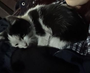 кошки белые: Кошка даром: Беспородная, Мальчик — 3