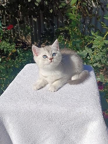 кошка шиншила: Скотиш Страйт (Шотландская прямоухая), 1 месяц, Мальчик, Золотая шиншилла, Приучена к лотку, Проглистована — 8