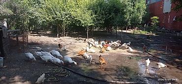 прикол курочки: Продаю курицы и гуси — 1