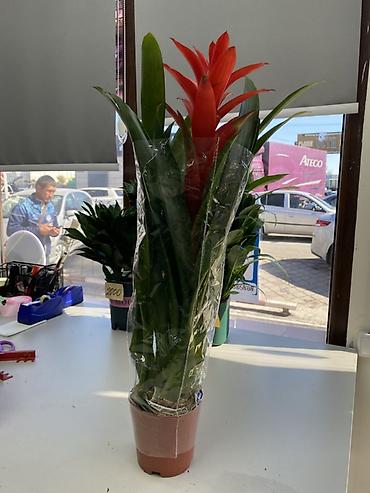 Гусмания (Guzmania) в горшке - Декоративное комнатное растение из