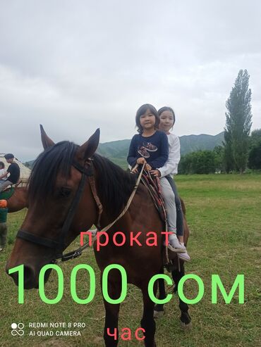 Туристические услуги: Конный Туризм Прокат лошадей обучения верховой езде организация — 5