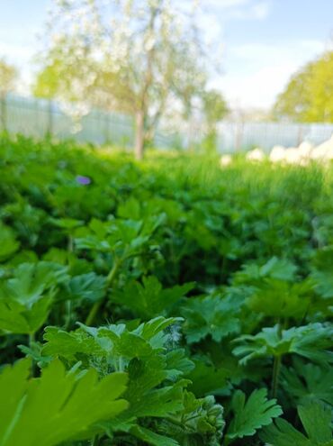 Torpaq sahələrinin satışı: 4 sot, Tikinti, Maklerlər narahat etməsin, Kupça (Çıxarış) -da lalafo.az — 18 Torpaq sahələrinin satışı: 4 sot, Tikinti, Maklerlər narahat etməsin, Kupça (Çıxarış) — 18