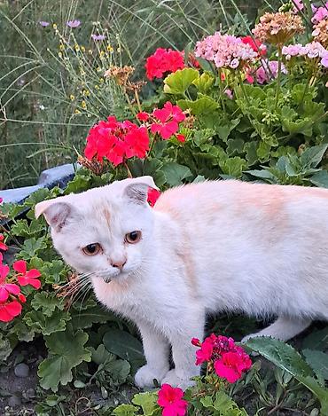 Осталось 2 шотладских вислоухих котёнка(скоттиш фолд).Окрас бело- at lalafo.kg — 8 Осталось 2 шотладских вислоухих котёнка(скоттиш фолд).Окрас бело- — 8