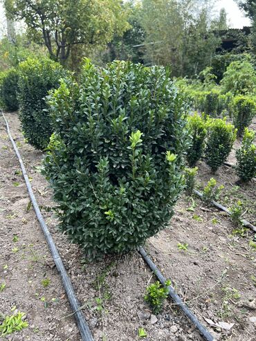 Декоративные деревья: 1Туя смаракта 2Можжевельник блюэроу 3Самшит вечно зеленый Есть в at lalafo.kg — 10 Декоративные деревья: 1Туя смаракта 2Можжевельник блюэроу 3Самшит вечно зеленый Есть в — 10