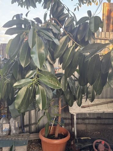 техника для сада: Крупный комнатный фикус (вероятно, Ficus elastica) в горшке. - Высота