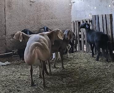 Продам с/х животных: Продаю | Баран (самец) | Арашан | Для разведения | Племенные, Осеменитель — 6