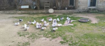 yerli inekler: Pavlin ev quşları (göyərçin) hamsı bir yerdə 270 azn. Yeni Suraxanıda