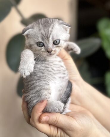 Pişiklər: Şotland — 34