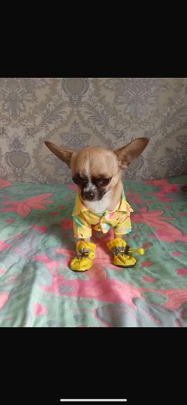 🐶 Продаётся чихуахуа, 1 год Ищет заботливых и любящих хозяев ❤️