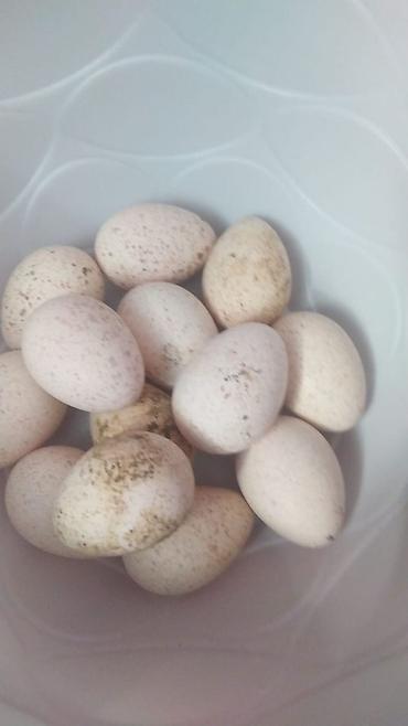 hundusqa yumurtasi: Məhsul: HINDUŞKA YUMURTASI AMEKAN BRONZ CINSI OZ HEYATIMDAN DI ALVERCI — 2