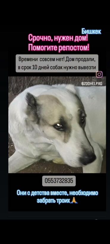 купить щенка породы хмонг: Срочно нужен дом‼️‼️‼️‼️