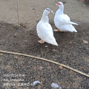 Ördəklər: Öz heyvanlarımdı qiymətləri fərqlidi çəkisinə və cinsinə görə — 8