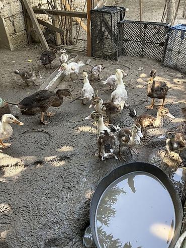 mandalina ördek: Məhsul: Cücələr və ördək balaları (qarışıq rənglər) Təsvir: - Həyət — 5