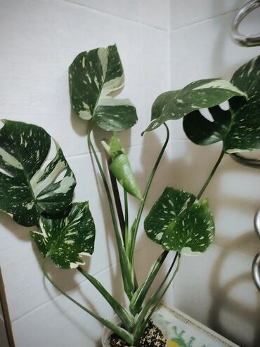 Садовые цветы и кустарники: Саженцы цветка: Флоксы — 27