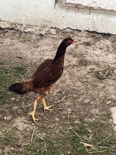 Toyuqlar: Toyuq, Damazlıq — 10