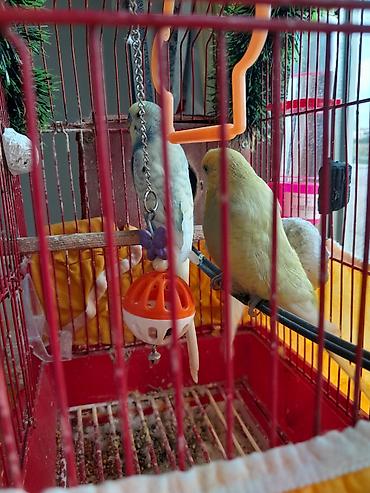 bulbul quşu satışı: Papuqaylar _ (boz-mavi və açıq sarı rəngli cüt) - Komplekt: metal — 2