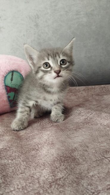 pişik balası satışı: Tabbi, Yaxşı əllərə