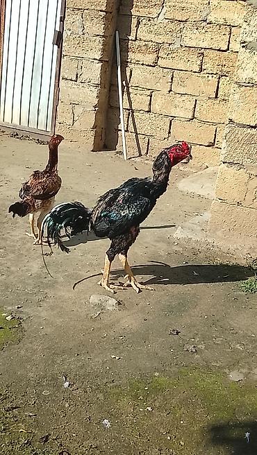 kullu xoruz heyratı: Xoruz, Heyratı, il: 1, Ünvandan götürmə — 4