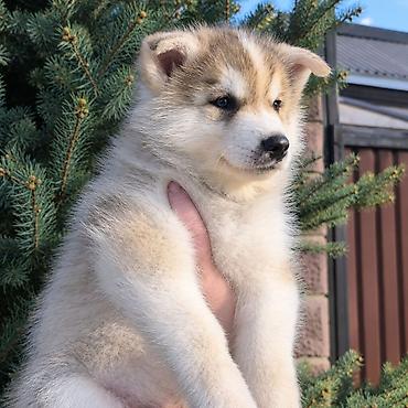 хмонг собака цена россия: Хаски, 2 месяца, Самец — 1