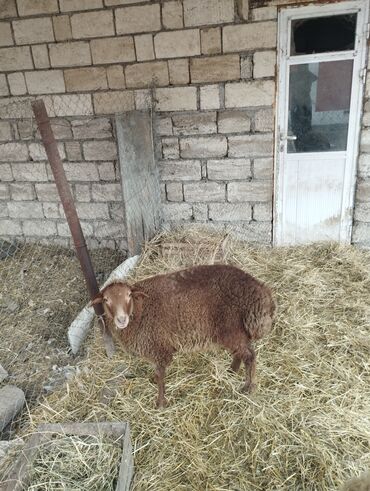Qoyunlar, qoçlar: Hər ikisi cins quzlaridir iksdə dişdir 5-6 aylıq quzlardir qiyməti — 15