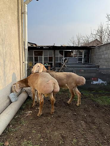 Баран, овца: Продаю | Баран (самец) | Арашан | Для разведения — 4