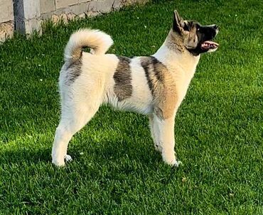 benetton jakne za pse: Američka Akita Prodajem štene Američke Akite visokog kvaliteta
