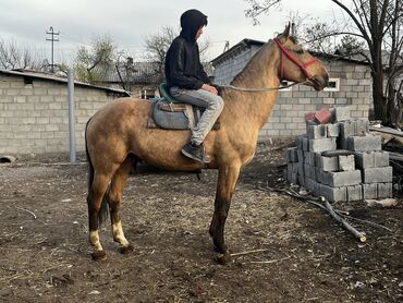 жылкы баасы: Сатам | Байтал | Англиялык | Ат спорту