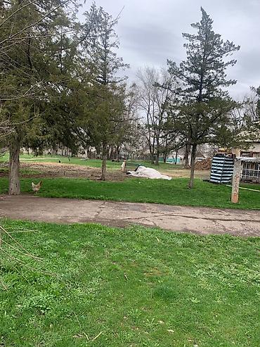 Продажа участков: 90 соток, Для бизнеса, Красная книга — 11