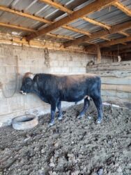 животные в добрые руки: 2,5жаштан ашты бука 145мин