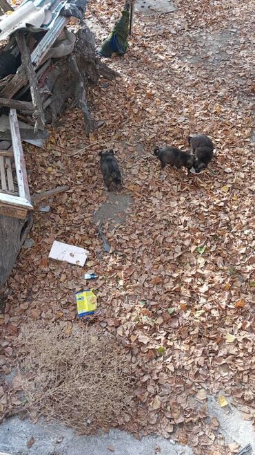 собака продам: Ит бекер берилет: Жөнөкөй ит, 1 айлык, Ургаачы