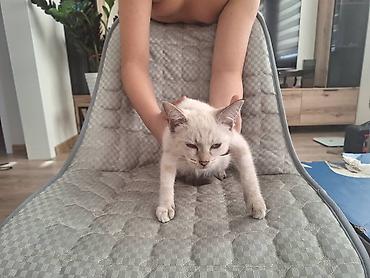 котик 1 месяц: Отдам котенка в добрые руки. Девочка, беспородная, нашли на улице — 3