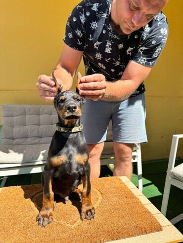 Psi: Doberman stenad. Ostenjeni su 28.06.2025. Spremni su za preuzimanje — 22
